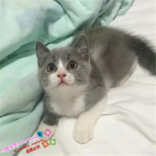 英短蓝白幼猫英短幼猫纯种英短猫活体英国短毛猫幼猫活体家养g