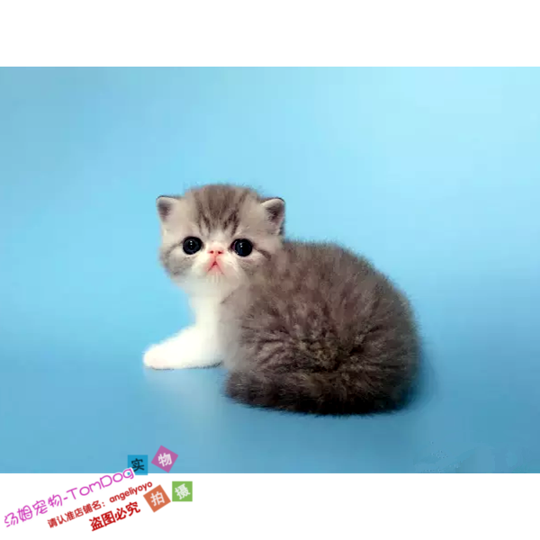 上海猫舍繁育加菲猫活体幼猫纯种宠物猫异国短毛猫赛级加菲幼猫g,宠物/宠物食品及用品,猫咪,淘宝优惠券,粉丝福利购,淘宝优惠卷