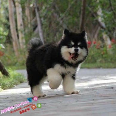 黑色纯种黑十字阿拉斯加幼犬大型宠物狗狗雪橇犬公母都有好品相g