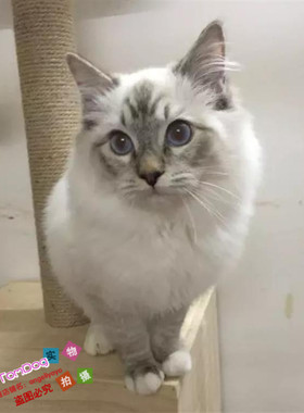 美国布偶幼猫活体纯种海豹双色山猫纹布偶猫宠物猫家养猫咪出售g