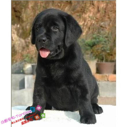 赛级超大骨量纯黑色拉布拉多幼犬宠物狗狗乖巧听话驱虫疫苗g,宠物/宠物食品及用品,狗狗,淘宝优惠券,粉丝福利购,淘宝优惠卷