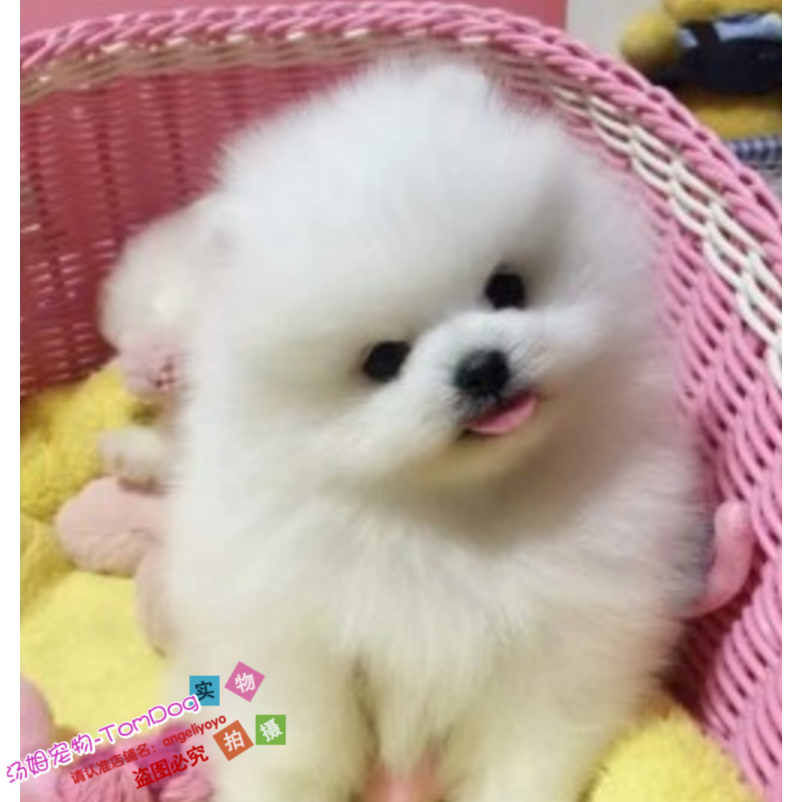 纯种赛级博美幼犬长不大袖珍犬宠物狗狗可上门挑日本俊介犬g,宠物/宠物食品及用品,狗狗,淘宝优惠券,粉丝福利购,淘宝优惠卷