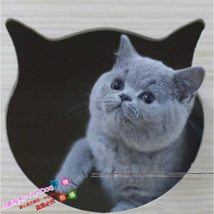 宠物猫咪活体纯种英短蓝猫英国短毛猫幼猫家养小猫咪活猫幼崽g
