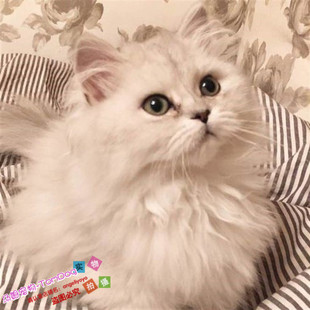 出售金吉拉幼猫长毛猫活体宠物猫白色猫咪家养包养活纯种幼猫g