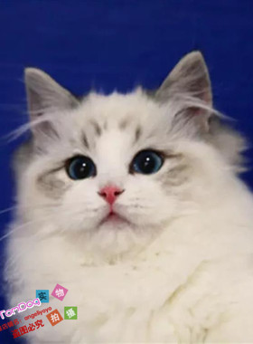 CFA猫舍出售海豹布偶猫纯种蓝双色山猫纹宠物猫活体布偶猫幼猫g