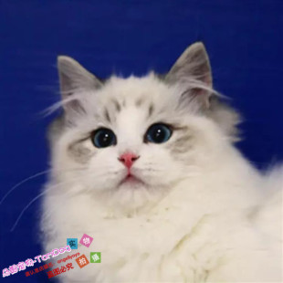 CFA猫舍出售海豹布偶猫纯种蓝双色山猫纹宠物猫活体布偶猫幼猫g