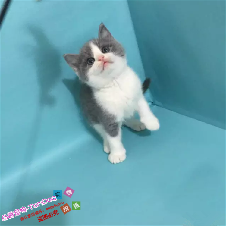 支持支付宝英国短毛猫幼猫蓝白猫舍出售活体英短幼猫家养宠物猫g,宠物/宠物食品及用品,猫咪,淘宝优惠券,粉丝福利购,淘宝优惠卷