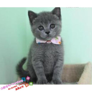 活体起司猫英国短毛猫折耳猫蓝白猫蓝猫英短猫纯种短毛猫宠物猫g