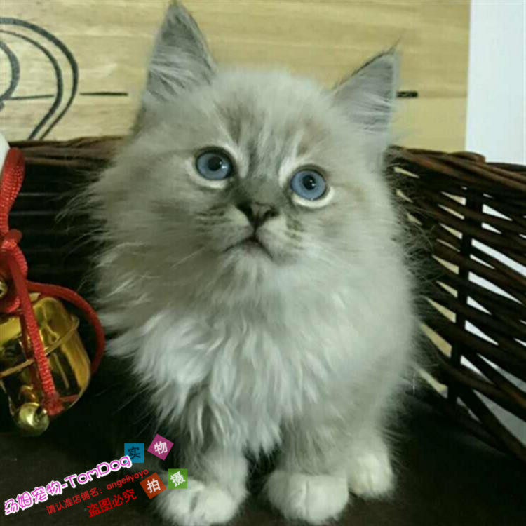 出售宠物猫活体小猫咪双色奶油海豹色蓝眼山猫布偶猫幼猫幼崽g