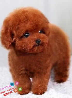 赛级红泰迪幼犬茶杯纯种活体泰迪狗玩具型迷你赛级灰色贵宾54g