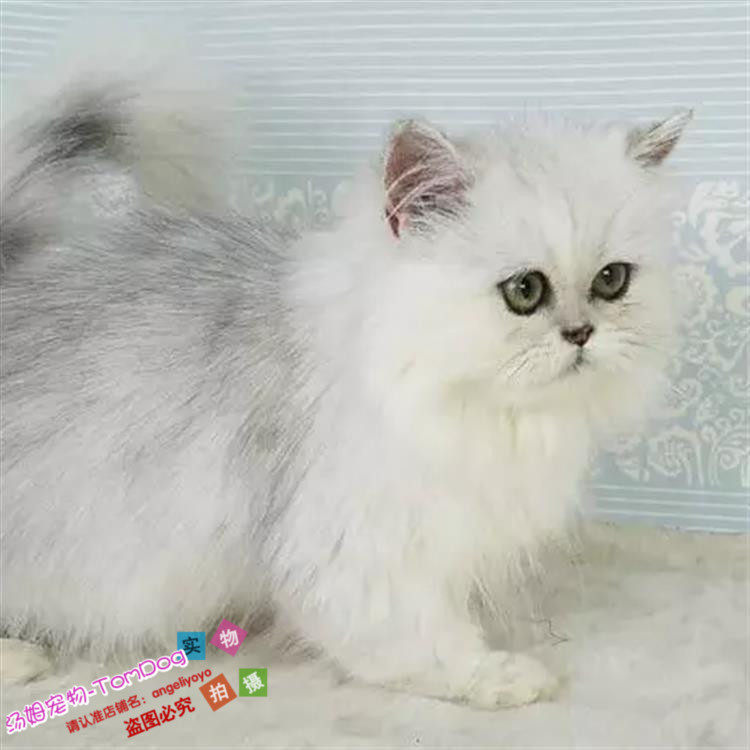 赛级金吉拉猫纯种家养金吉拉幼猫金吉拉猫长毛绿眼猫宠物猫活体o
