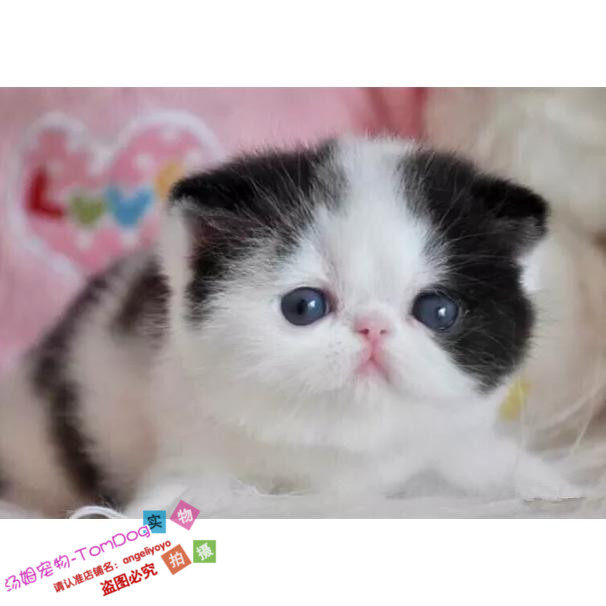 猫咪活体加菲猫纯种幼猫宠物猫异国短毛猫纯种赛级加菲猫幼猫g,宠物/宠物食品及用品,猫咪,淘宝优惠券,粉丝福利购,淘宝优惠卷