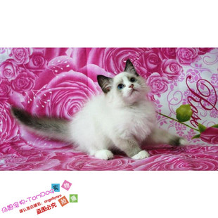 出售布偶猫活体异国短毛猫加菲猫英国短毛猫蓝猫折耳猫宠物猫g