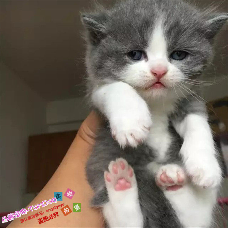 英短蓝白活体幼猫纯种蓝猫折立耳幼崽英国短毛猫家养宠物猫咪g