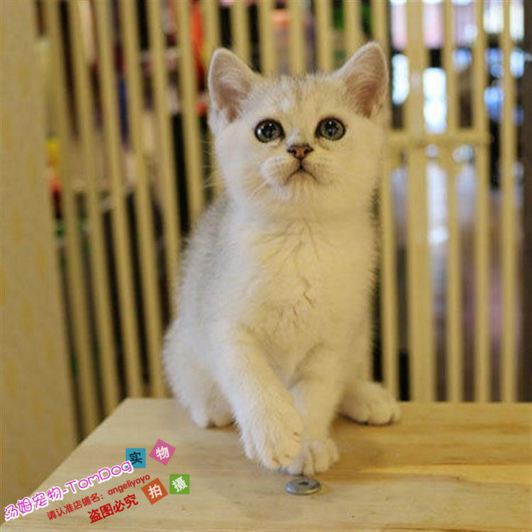 宠物幼猫活体纯种英国短毛猫英短银渐层宠物猫家养小猫咪出售g,宠物/宠物食品及用品,猫咪,淘宝优惠券,粉丝福利购,淘宝优惠卷
