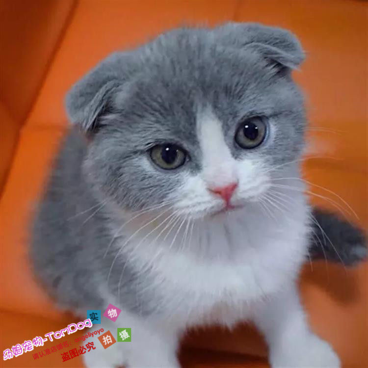 出售纯种英短蓝白折耳猫幼猫活体英短折耳蓝猫英国短毛猫包健康g