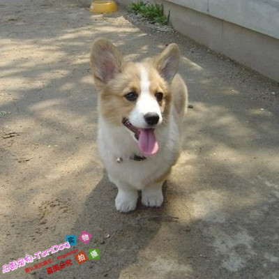 威尔士家庭犬双色三色柯基宝宝