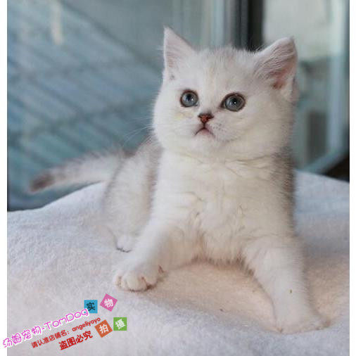幼猫英短银渐层英国短毛猫纯种家养渐层幼猫折耳渐层宠物猫活体g,宠物/宠物食品及用品,猫咪,淘宝优惠券,粉丝福利购,淘宝优惠卷