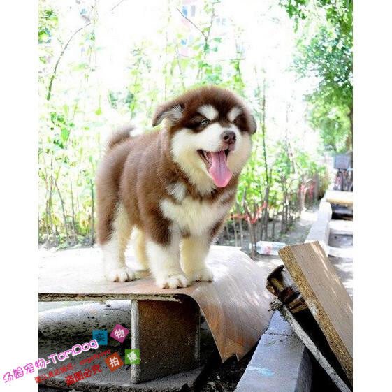 纯种活体巨型阿拉斯加雪橇犬幼犬烟灰色桃脸熊版巨大阿拉斯加8g