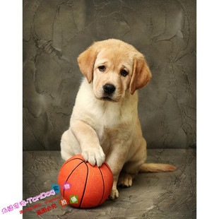 纯种拉布拉多幼犬狗狗宠物犬通人性神犬小七血统纯正全国发货g