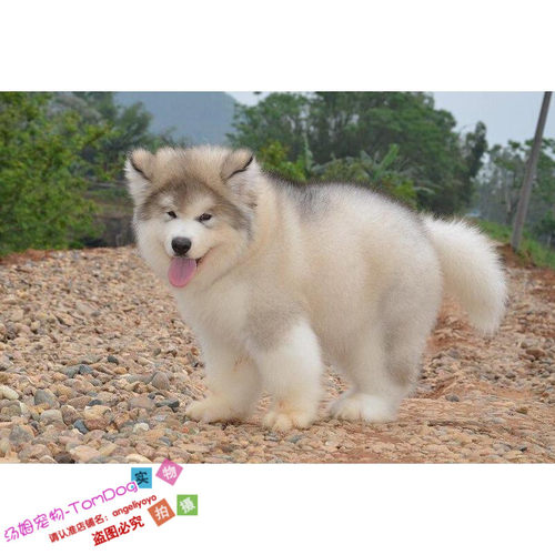 活体巨型烟灰色阿拉斯加雪橇犬