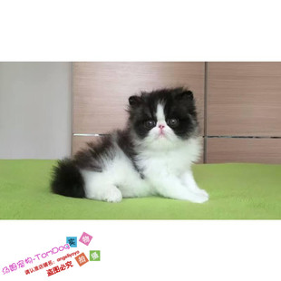 双血统加菲猫宠物猫咪异国短毛猫家养纯种幼猫活体黑白长毛弟弟g
