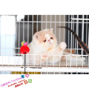 上海本地出售加菲猫宠物猫咪异国短毛猫加菲幼猫活体纯种加菲猫g