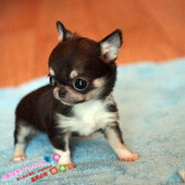 小体迷你吉娃娃犬幼犬纯种血统吉娃娃茶杯犬活体宠物狗g