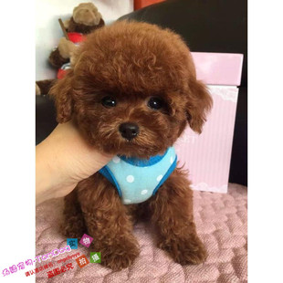 纯种泰迪犬袖珍迷你茶杯犬泰迪幼犬活体泰迪狗活体宠物狗g