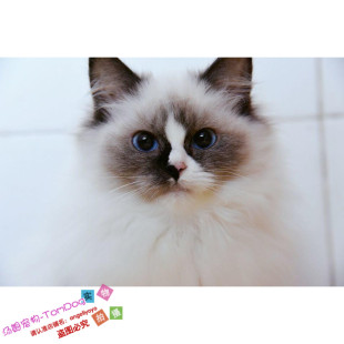 上海出售CFA赛级血统布偶幼猫纯种活体宠物猫咪美国布偶猫幼猫g