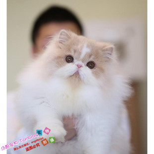 CFA猫舍加菲猫活体纯种加菲猫加菲猫幼猫活体梵花长毛波斯猫g