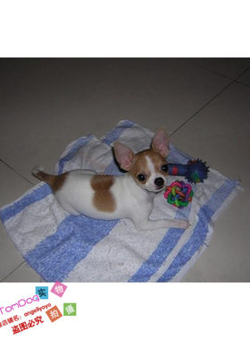 纯种吉娃娃活体幼犬宠物狗狗