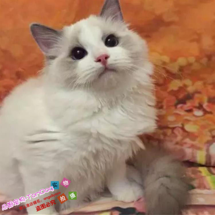 宠物幼猫活体纯种布偶猫幼猫布偶猫双色活体宠物猫宠物猫咪出售g,宠物/宠物食品及用品,猫咪,淘宝优惠券,粉丝福利购,淘宝优惠卷