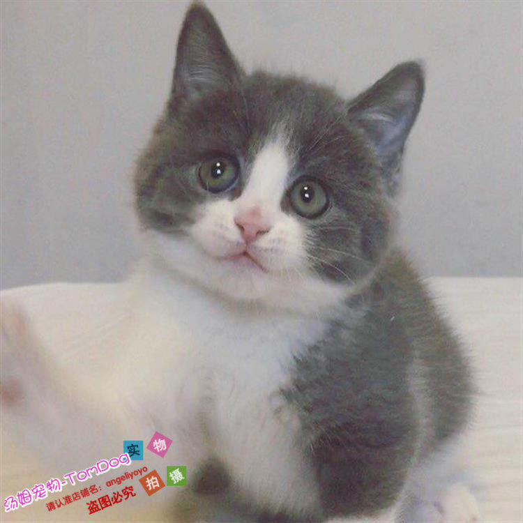家养出售纯种蓝猫蓝白正八字粉鼻头英国短毛猫宠物幼猫活体g