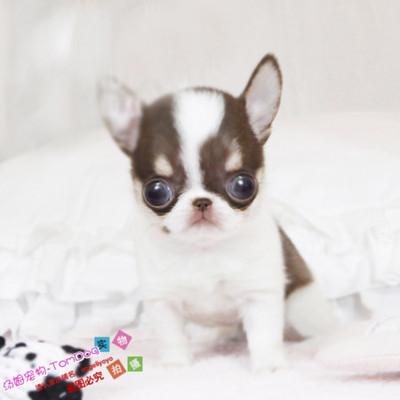 苹果茶杯纯种吉娃娃幼犬