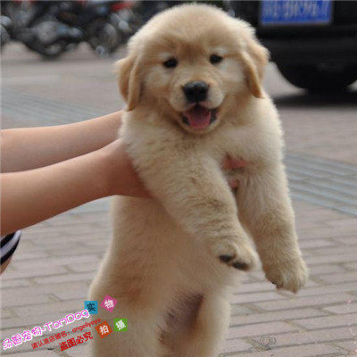 出售金毛犬纯种幼犬家养巡回猎犬导盲犬金色宠物狗赛级长毛活体g