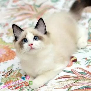 出售宠物活体小猫咪双色奶油色海豹色蓝眼布偶猫幼猫幼崽布偶猫g