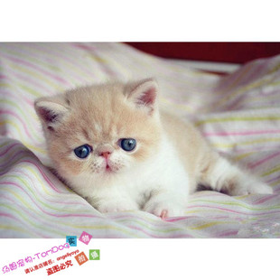 出售宠物猫咪异国短毛猫家养纯种加菲猫幼猫活体红白弟弟公猫g