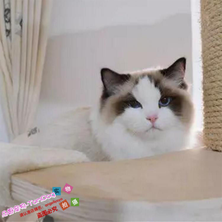 上海出售赛级纯种布偶猫活体宠物小猫咪海豹重点色手套布偶猫DDg