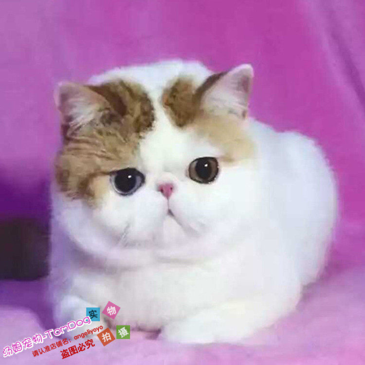 cfa赛级樊纹加菲猫异国短毛猫幼猫纯种活体宠物加菲猫红小胖猫y