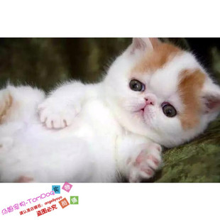 注册猫舍出售加菲猫宠物猫异国短毛猫家养纯种加菲幼猫活体弟弟g