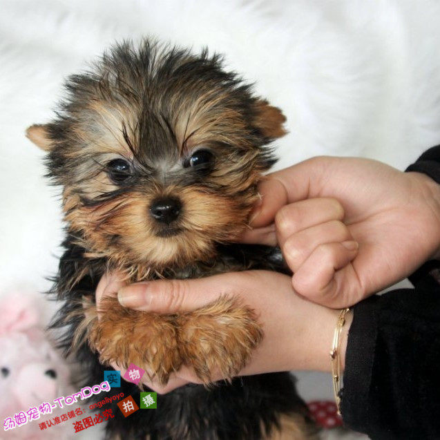 纯种家养约克夏幼犬纯种约克夏包邮韩版约克夏妞妞玉照g