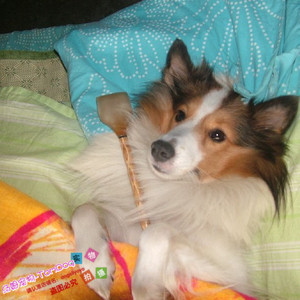 家养漂亮的喜乐蒂牧羊犬红白色小体型家养干净健康y