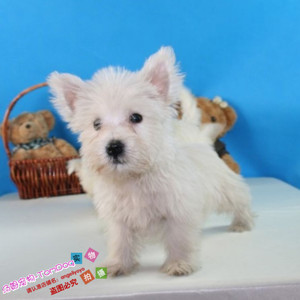 纯种家养健康机灵可爱的西高地幼犬活体宠物狗狗西高地白梗出售g