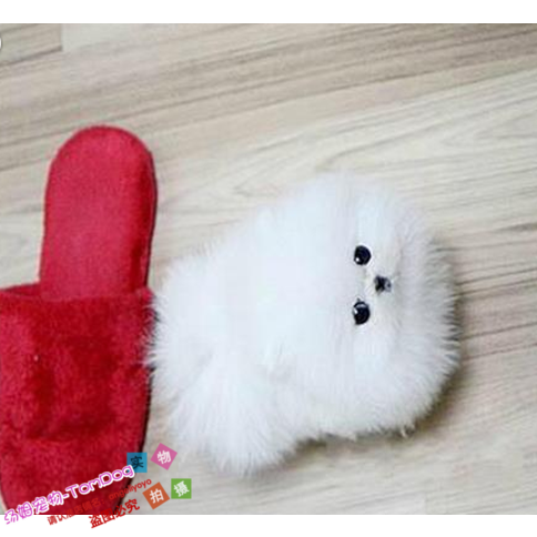 赛级家养纯种博美幼犬长不大袖珍犬迷你狐狸宠物狗可上门挑vg