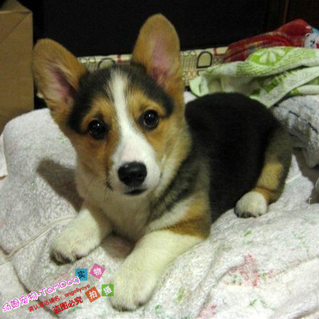 黑色三色血统纯正柯基犬幼犬纯种威尔士柯基犬宠物狗驱虫疫苗齐g