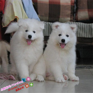 家养宠物狗狗大型澳版萨摩耶犬纯种幼犬活体赛级萨摩犬出售包邮g