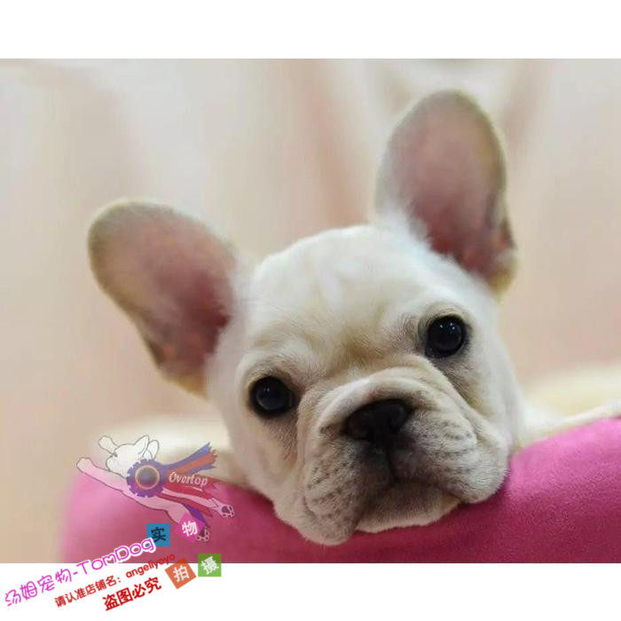 赛级纯种双血统法国斗牛犬幼犬法牛狗狗法斗宝宝奶油奶白色g