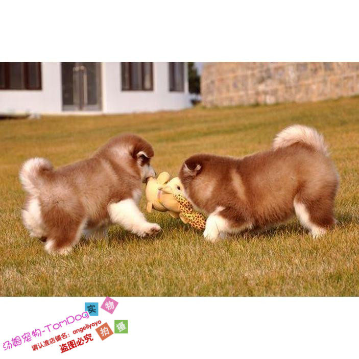 纯种活体巨型阿拉斯加雪橇犬幼犬烟灰色桃脸熊版巨大阿拉斯加14g