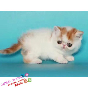 赛级出售加菲猫宠物猫异国短毛猫家养纯种幼猫活红白妹妹母猫g